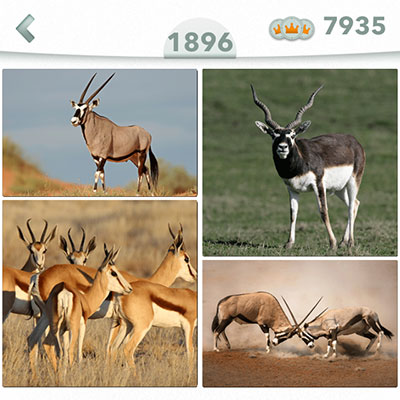  Antilope 