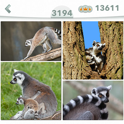  Lemur 