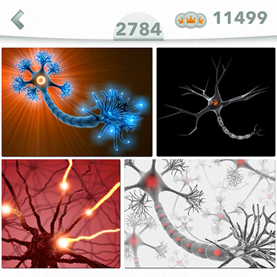  Neurona 