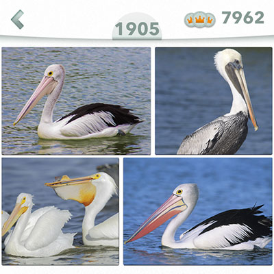  Pelicano 