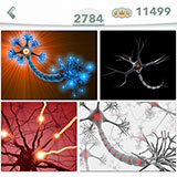  Neurona 