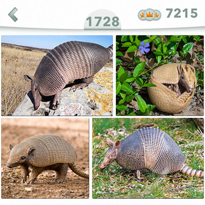  Armadillo 