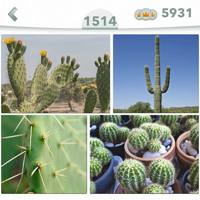  Cactus 