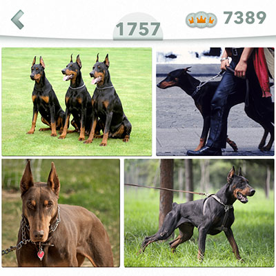  Doberman 