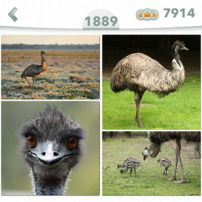  Emu 