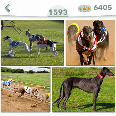  Galgo 