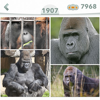  Gorila 