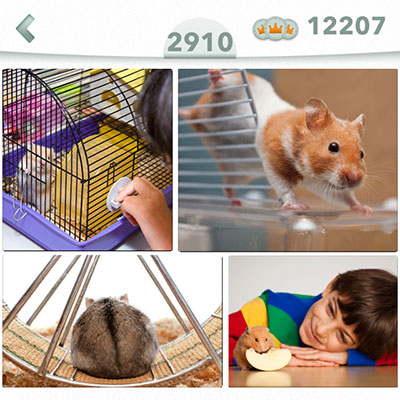  Hamster 