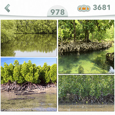  Manglar 