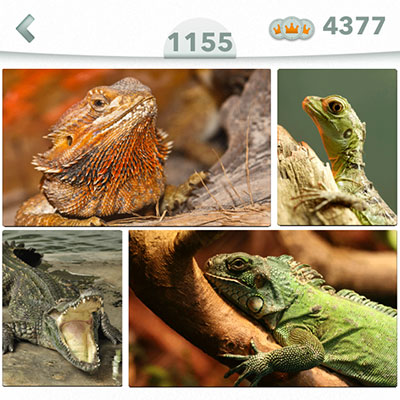  Reptil 