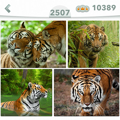  Tigre 