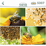  Abeja 