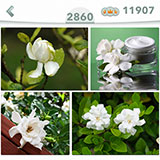  Gardenia 