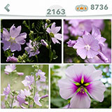  Malva 
