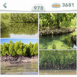  Manglar 