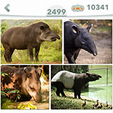  Tapir 